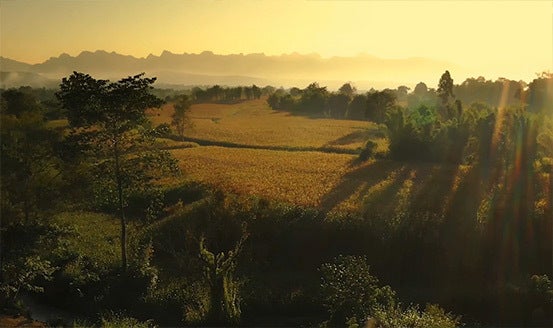 Nature with a crop field